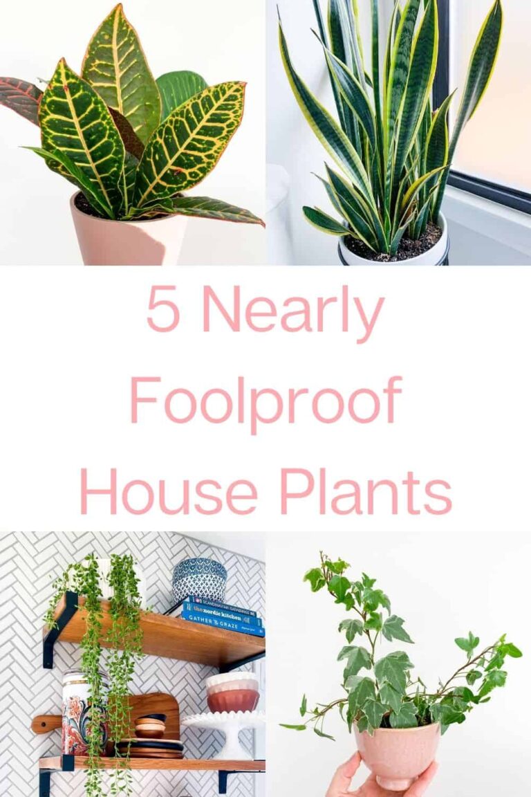 5 Nearly Foolproof Plants (And How to Care For Them)
